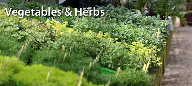 vegetables and herbs at busy bee garden nursery